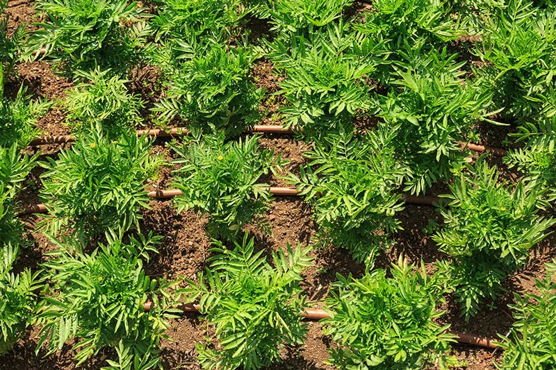 PC Drip Line 25 Metre - Long Run - Image 2